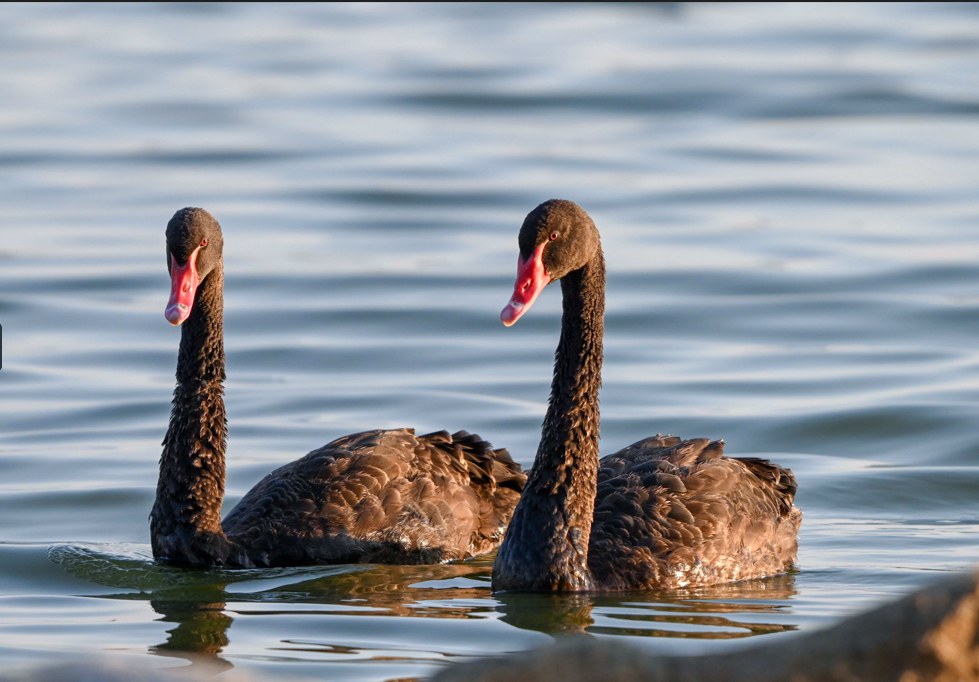 【橙子AI智能英语】--情人节不只是浪漫！你不知道的5个有趣冷知识！